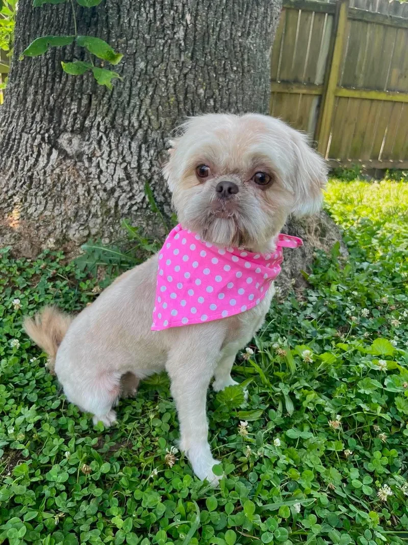 A young small-sized female Shih Tzu dog named Hollie for adoption in Richmond, KY
