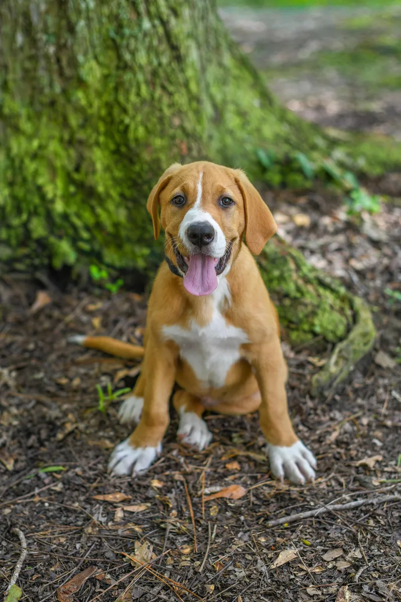 A baby medium-sized female Yellow / Tan / Blond / Fawn Mixed Breed dog named Bonnie for adoption in BONIFAY, FL