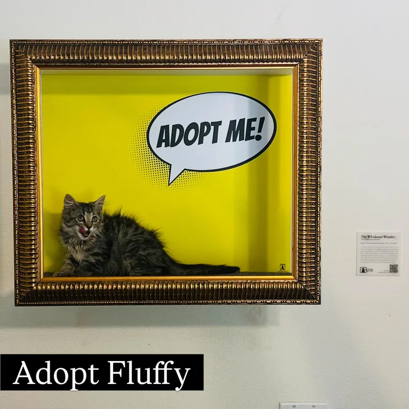 A baby small-sized male Gray / Blue / Silver Maine Coon cat named Fluffy for adoption in Los Angeles, CA