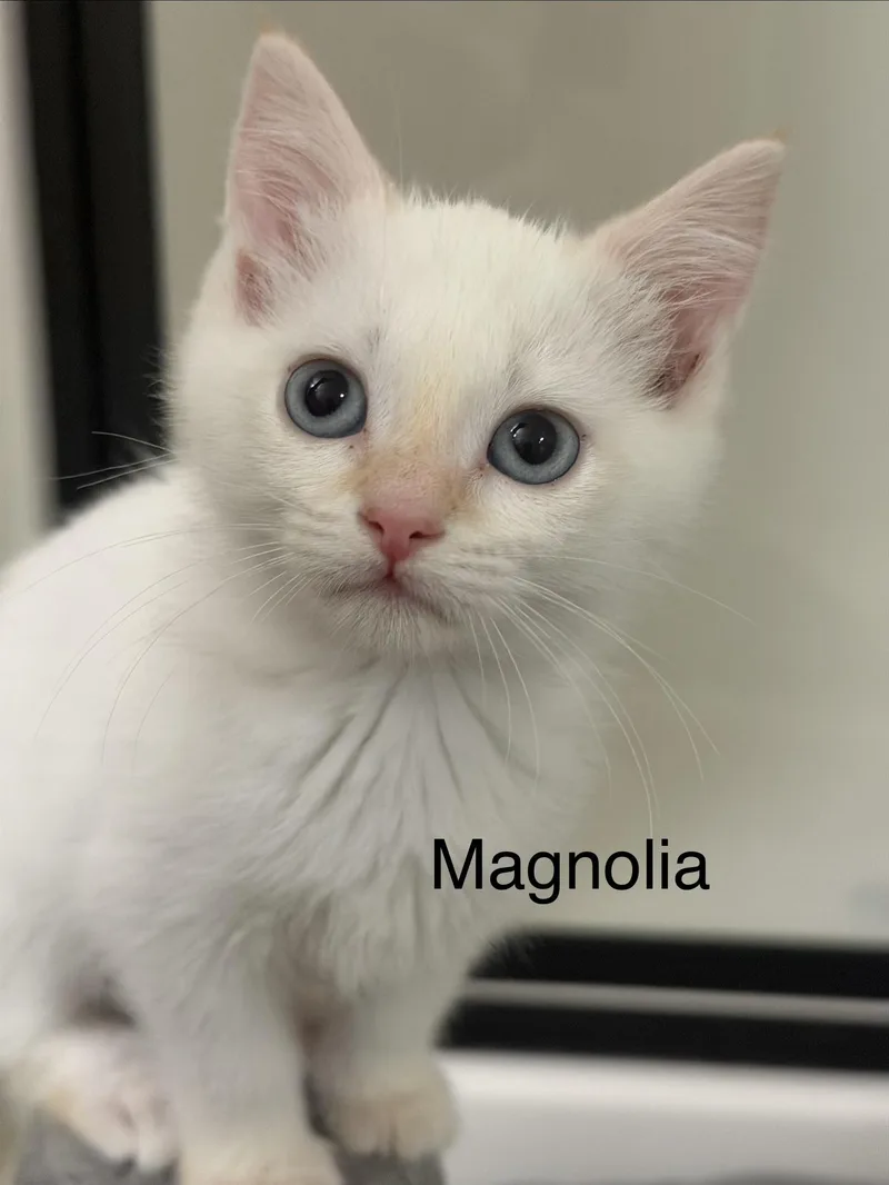 A baby medium-sized female Flame Point Domestic Short Hair cat named Magnolia for adoption in Crossville, TN