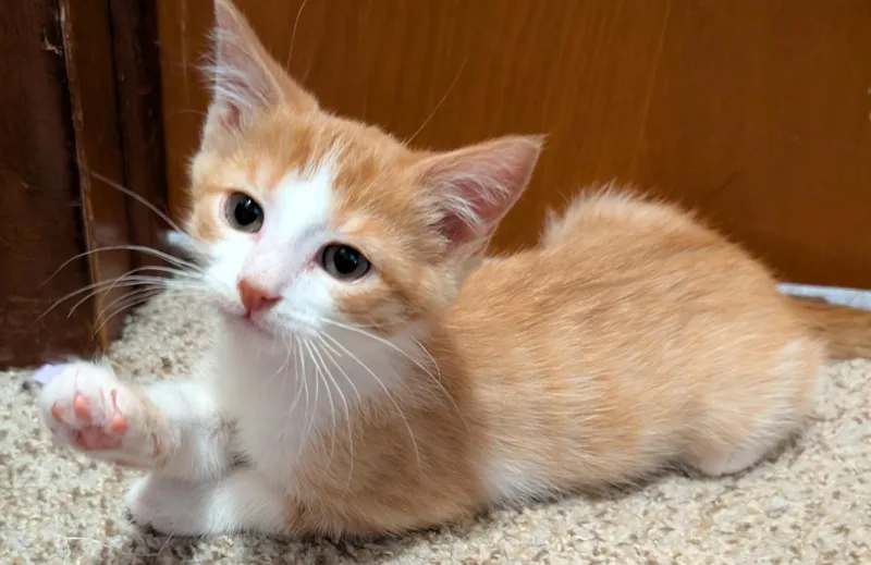 A baby medium-sized male Domestic Short Hair cat named Parmesan for adoption in Wadsworth, OH