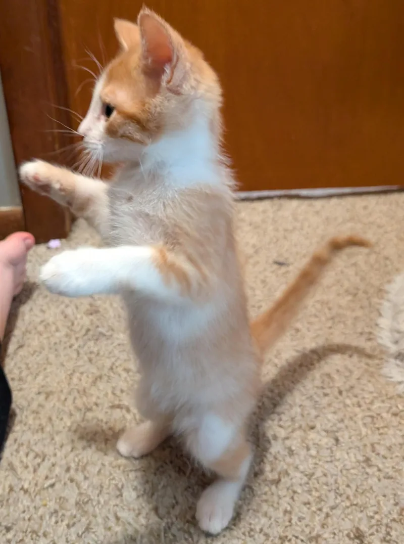 Parmesan thumbnail 2