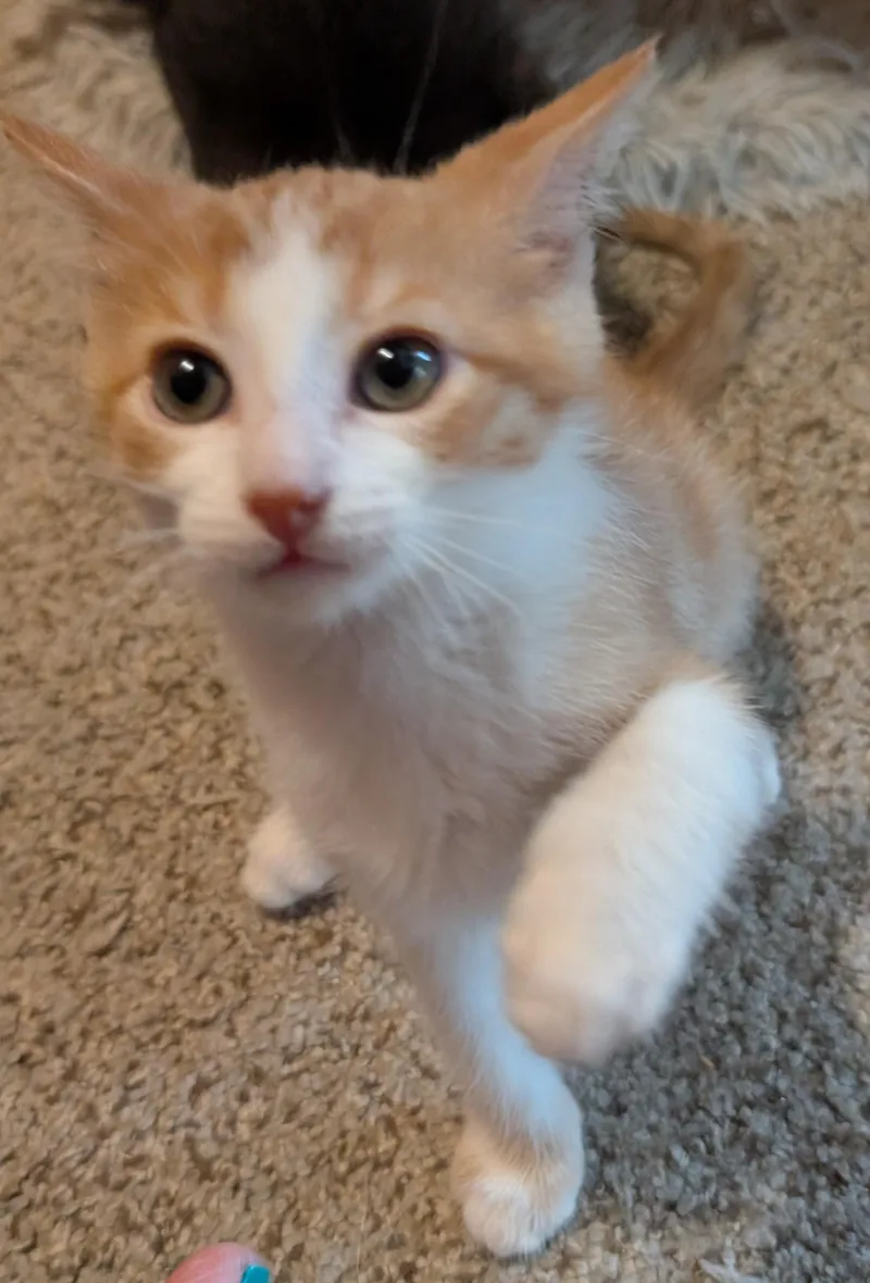 Parmesan thumbnail 3