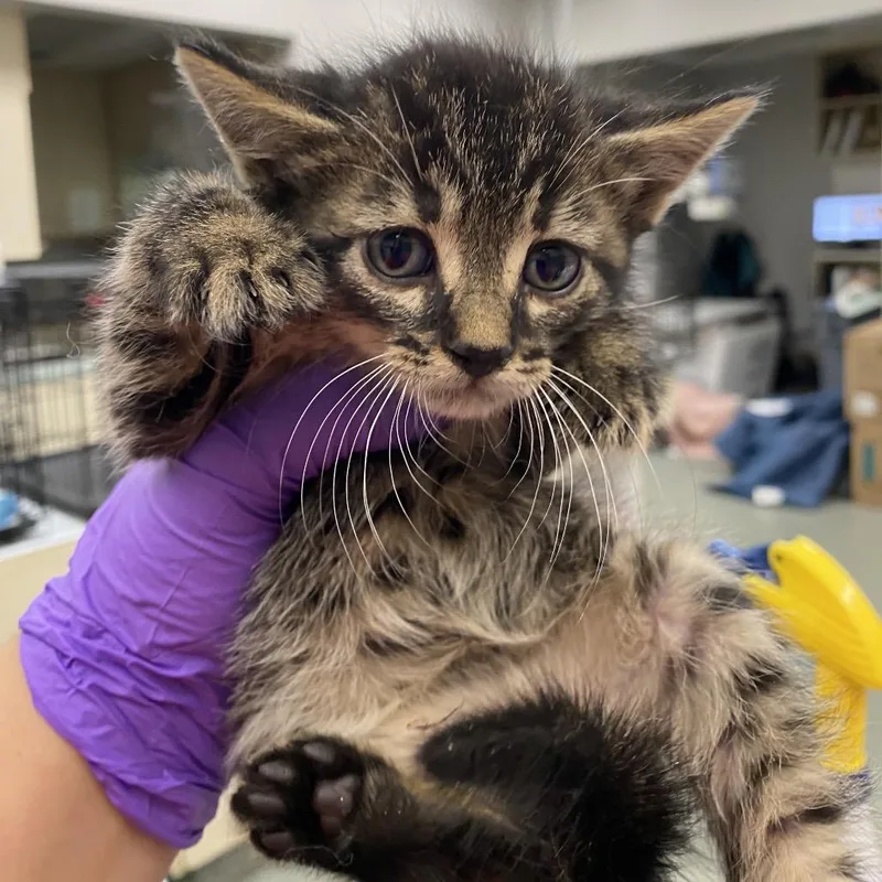 A baby small-sized male Brown / Chocolate Domestic Short Hair cat named Avocado for adoption in Westminster, CA