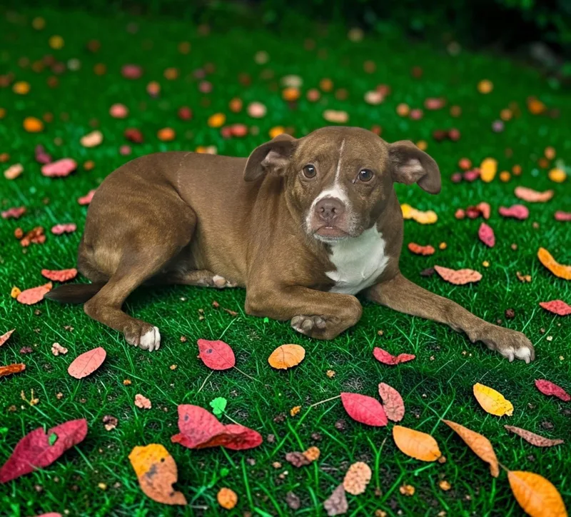 An adult medium-sized female Boston Terrier dog named Krystal for adoption in Dallas, GA