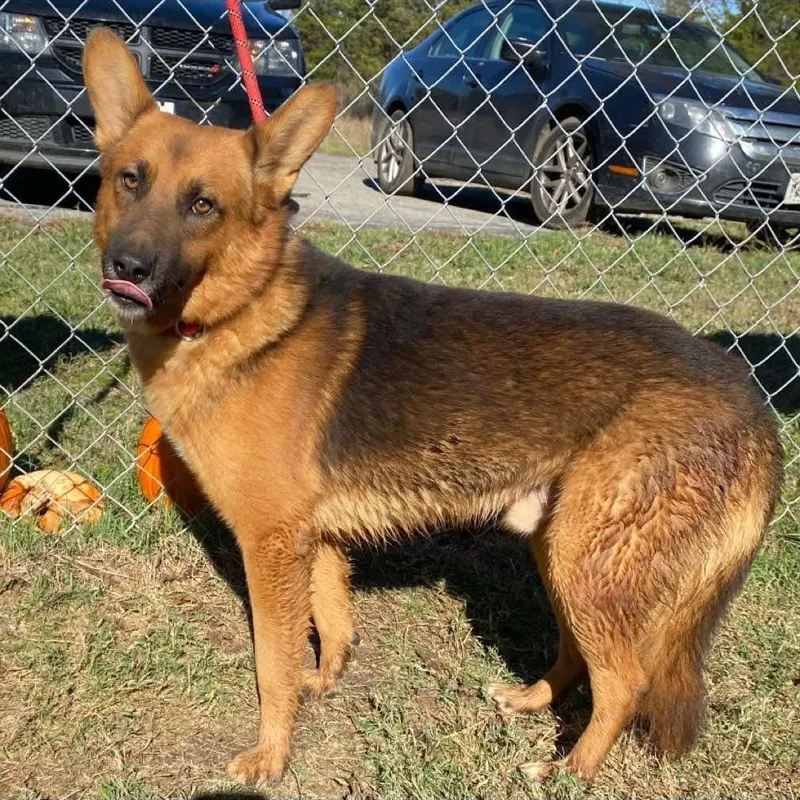 A young medium-sized male Brown / Chocolate German Shepherd Dog dog named Peanut Butter for adoption in Denison, TX