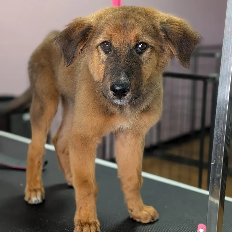 Baby Echo