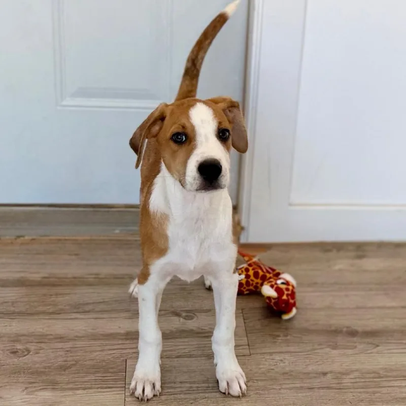 A baby medium-sized male Yellow / Tan / Blond / Fawn Mixed Breed dog named River for adoption in Green Bay, WI