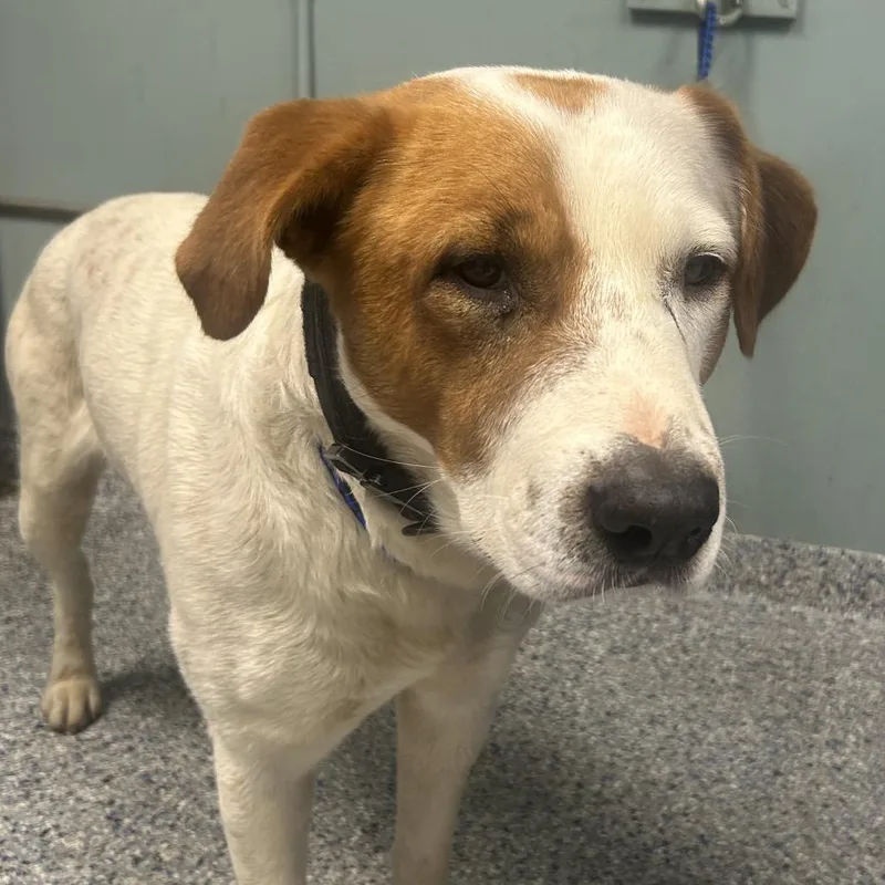 An adult small-sized male Brown / Chocolate Great Pyrenees dog named Seattle for adoption in Greenville, SC