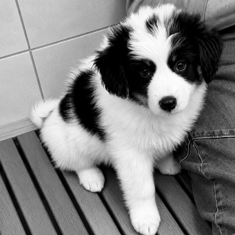 A baby medium-sized female Tricolor (Brown, Black, & White) Spaniel dog named Peroni for adoption in Chatham, NJ