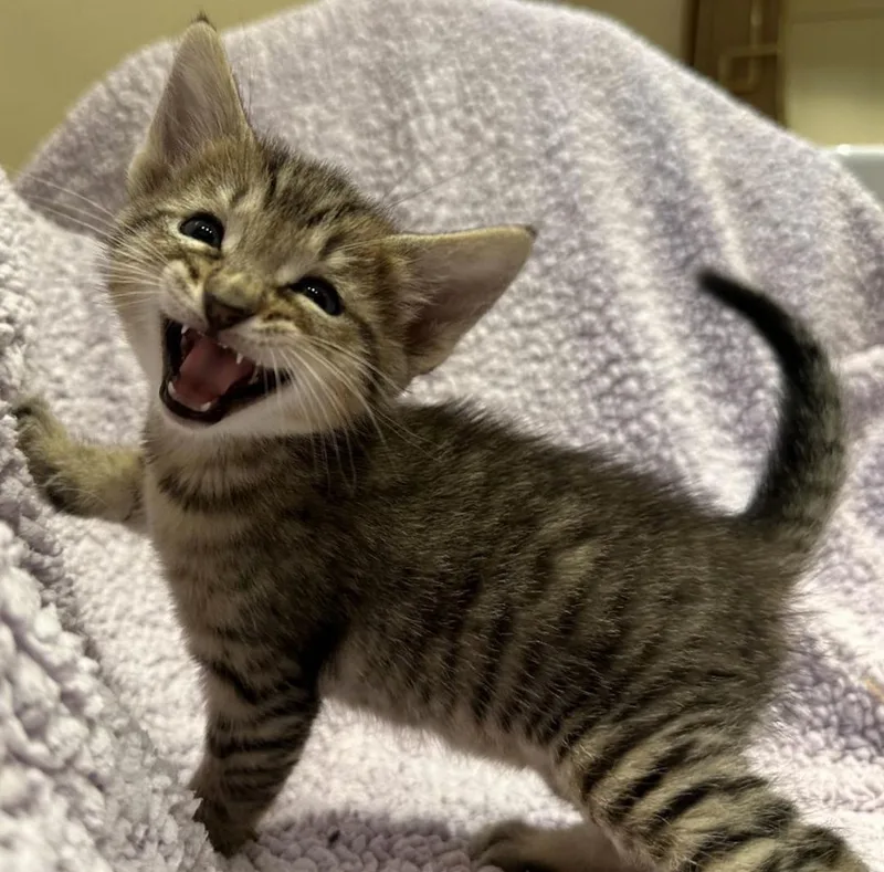 Popsicle thumbnail 2