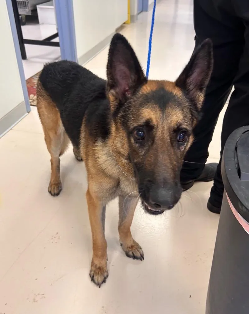 An adult medium-sized male German Shepherd Dog dog named Bohdi for adoption in Belton, TX