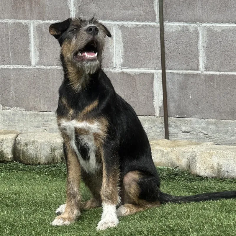 A young small-sized male Black Mixed Breed dog named Lama for adoption in Keaau, HI