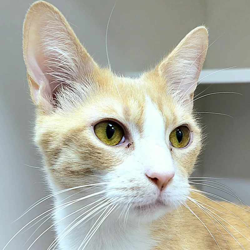 An adult medium-sized male Domestic Short Hair cat named Pawson Ingram for adoption in Cumming, GA