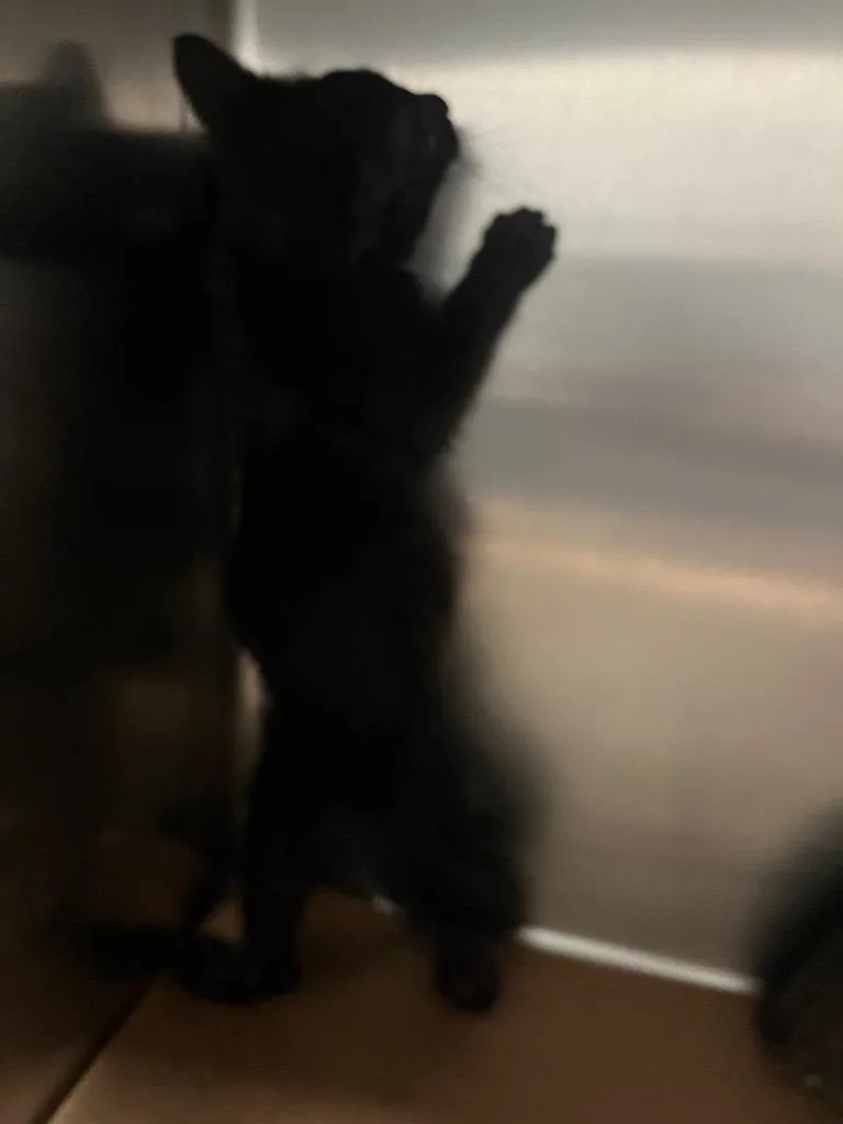 A baby small-sized female Domestic Short Hair cat named Vargas for adoption in Cartersville , GA