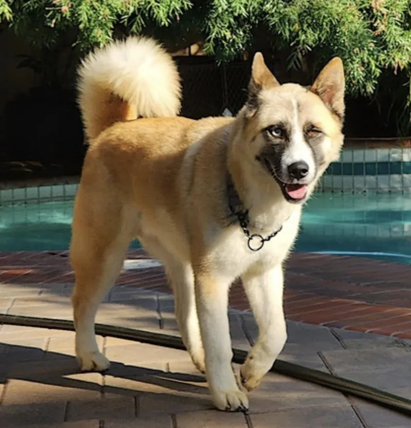 Hatchi thumbnail 3