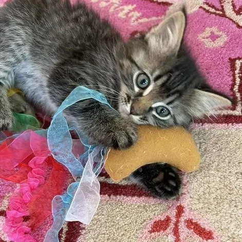 A baby medium-sized female Tabby cat named Twiggy for adoption in Albuquerque, NM