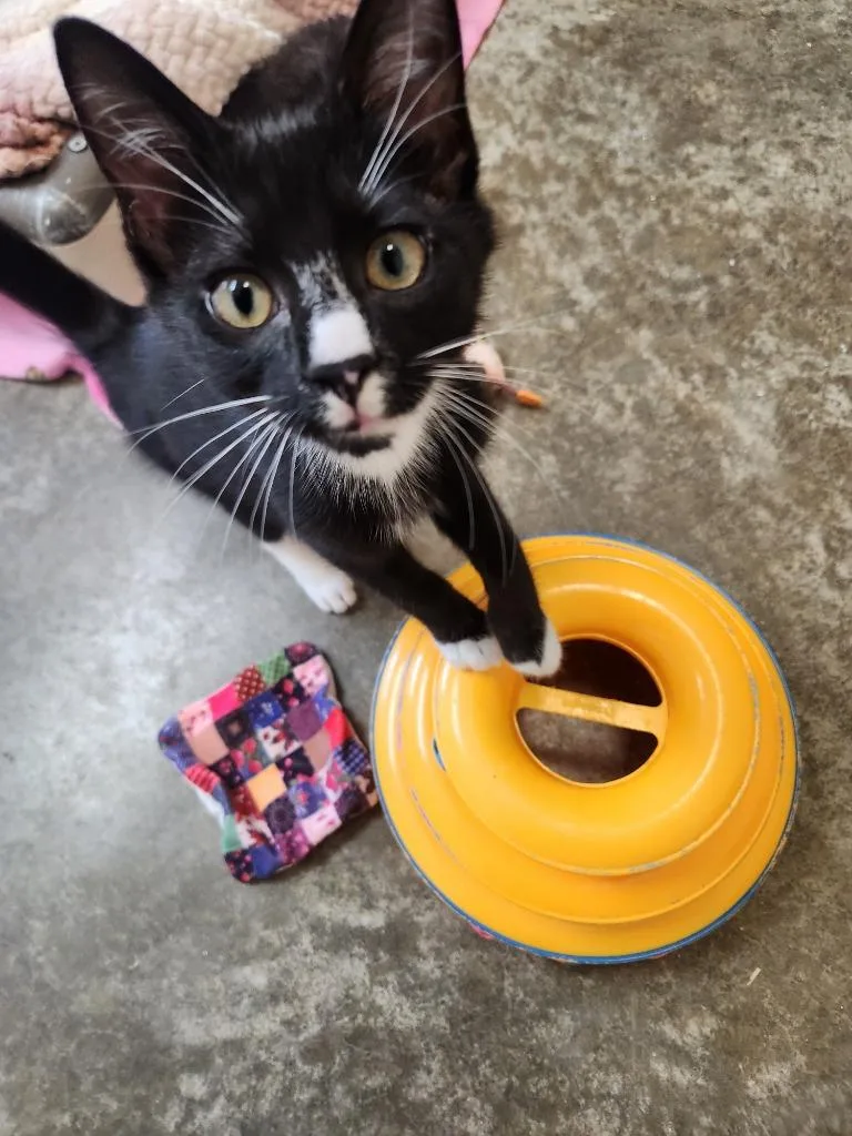 A young medium-sized female Domestic Short Hair cat named French Vanilla for adoption in Clinton, SC