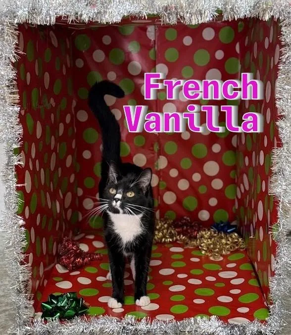 French Vanilla thumbnail 6