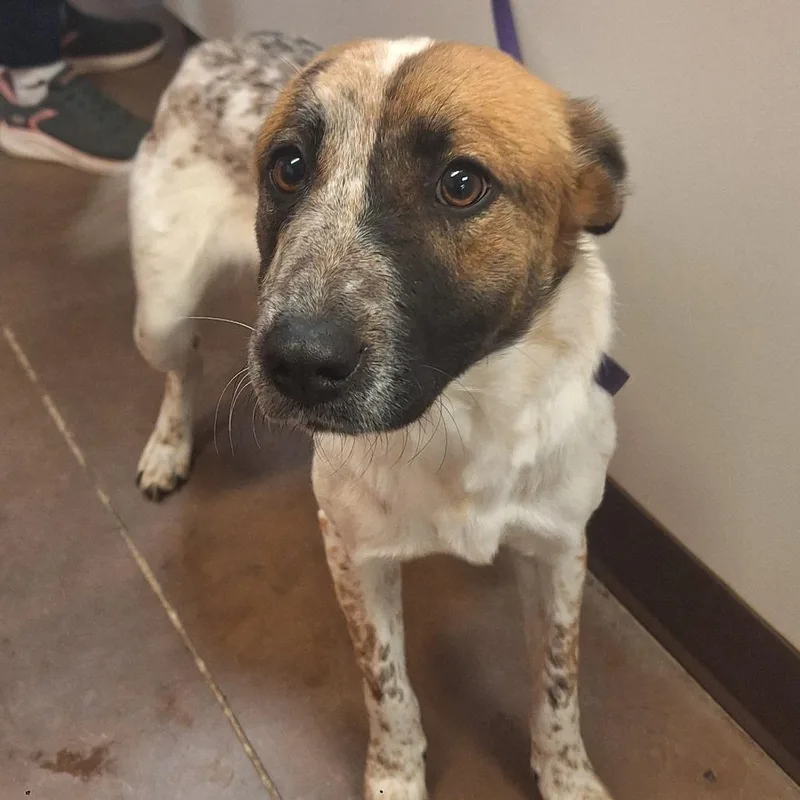 A young medium-sized female Cattle Dog dog named Shelley for adoption in Flagstaff, AZ
