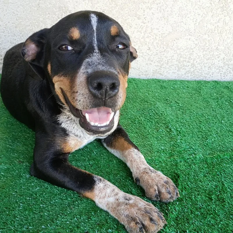 A young medium-sized male Australian Cattle Dog / Blue Heeler dog named Otis for adoption in Sacramento, CA
