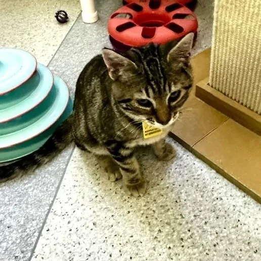 A baby medium-sized male Tabby (Buff / Tan / Fawn) Tabby cat named Mouse Cute and for adoption in Hoquiam, WA