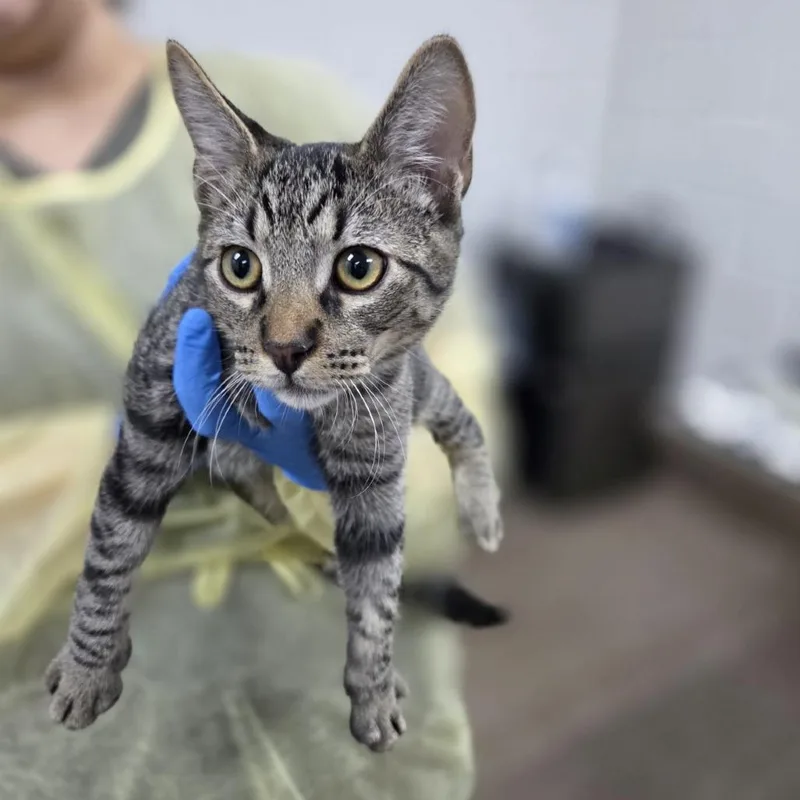A baby medium-sized male Domestic Short Hair cat named Frac for adoption in Incline Village, NV