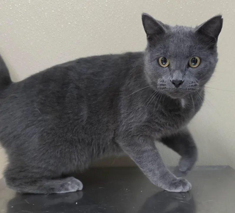 An adult medium-sized male Domestic Short Hair cat named Romeo for adoption in Brainerd, MN