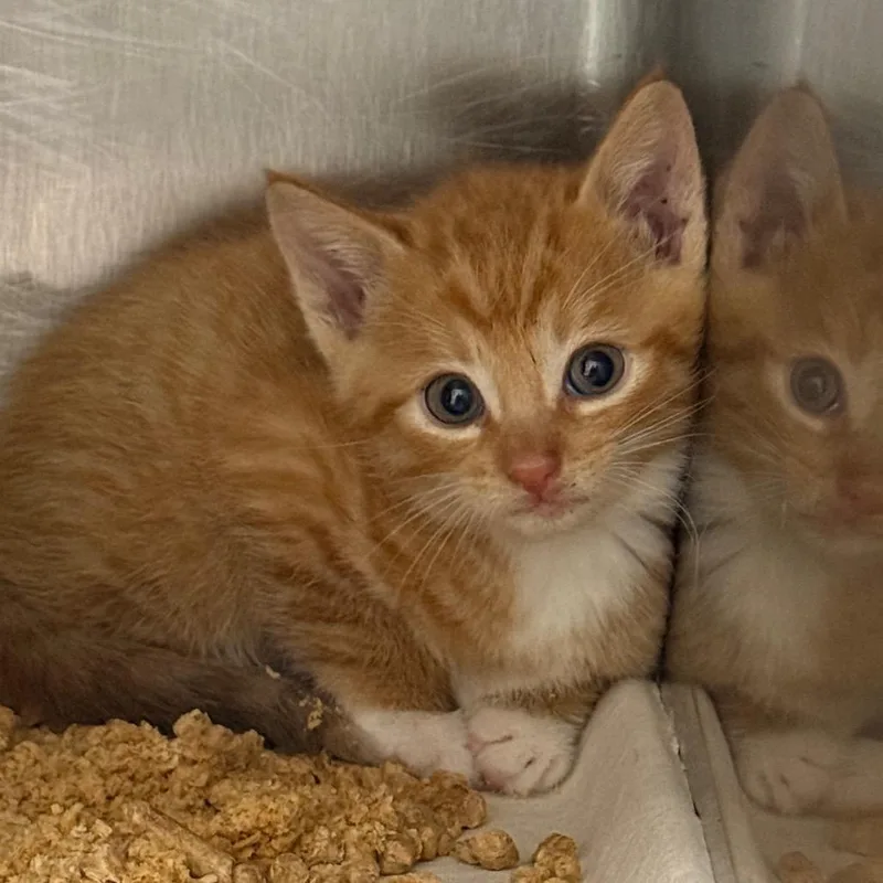 A baby small-sized male Orange / Red Domestic Short Hair cat named Leonard for adoption in Abilene, TX