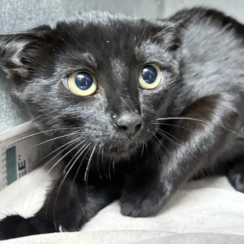 A baby small-sized female Black Domestic Short Hair cat named Rhaegal for adoption in Tyler, TX
