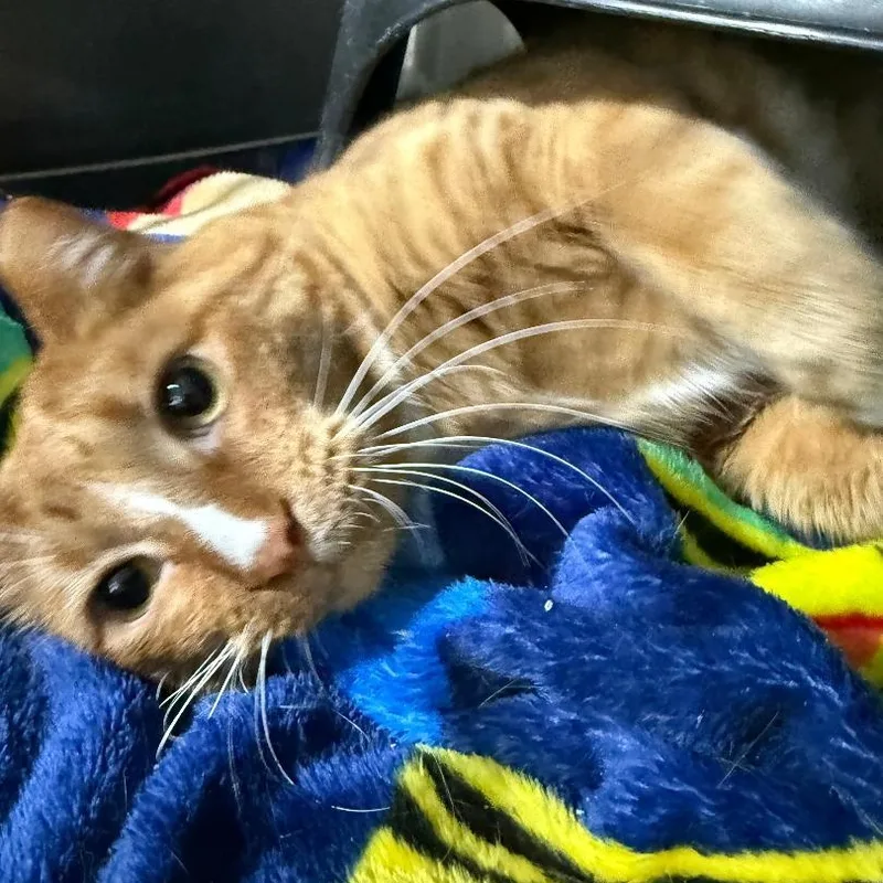 An adult medium-sized male Orange & White Domestic Short Hair cat named Henry for adoption in Gresham, WI