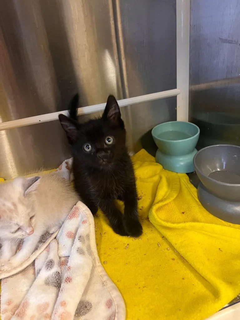 A baby medium-sized male Black Domestic Short Hair cat named ObiWan Catnobi for adoption in Mira Loma, CA