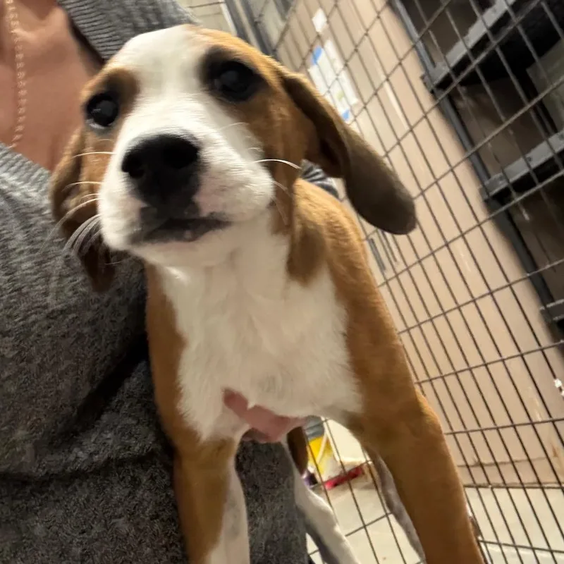 A baby medium-sized female Yellow / Tan / Blond / Fawn Beagle dog named May for adoption in Normal, IL