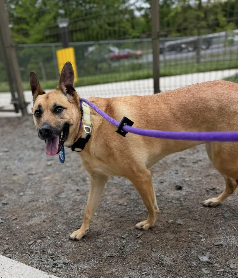 An adult large-sized female Black German Shepherd Dog dog named Charli for adoption in Manassas, VA