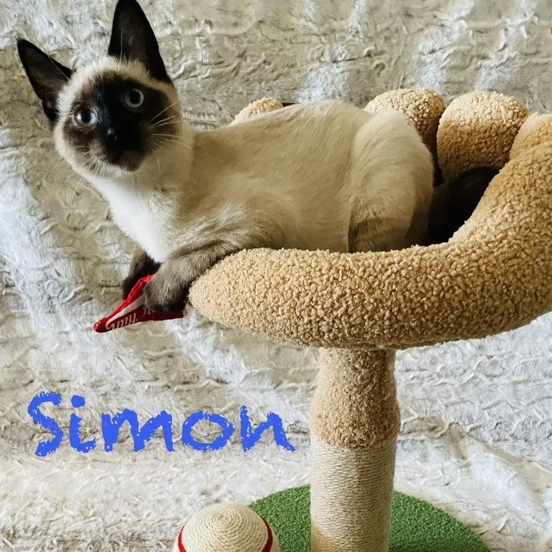 A baby small-sized male Cream / Ivory Domestic Medium Hair cat named Simon for adoption in Spokane, WA