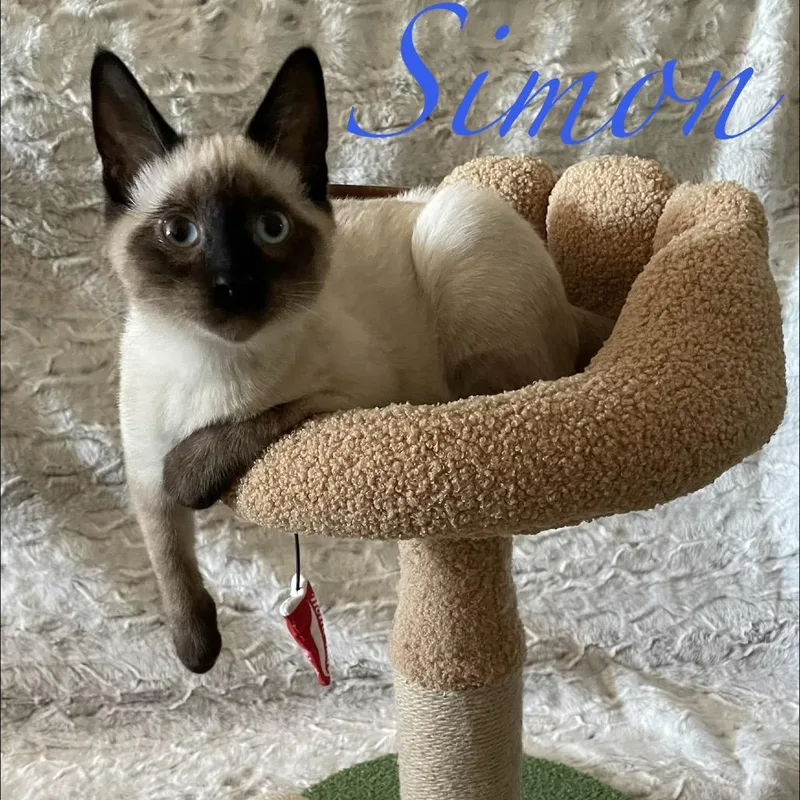 Simon thumbnail 3