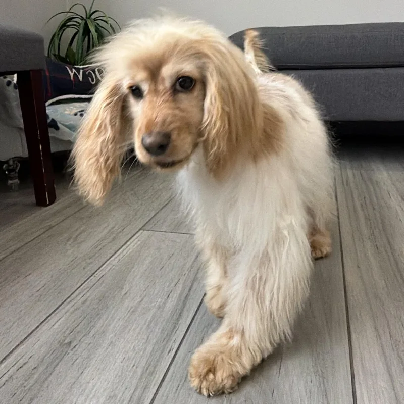 Mia