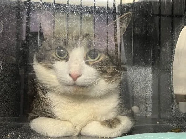 A young large-sized male Domestic Short Hair cat named Milo for adoption in New York, NY