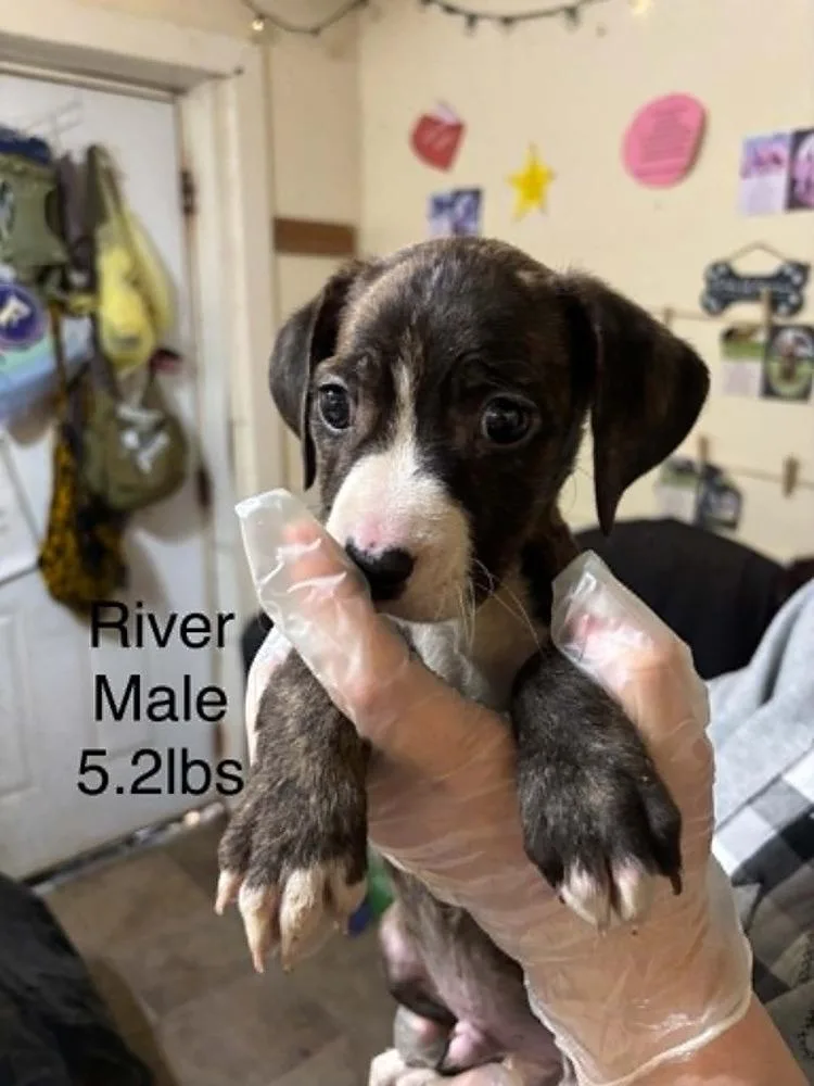 A baby medium-sized female Boxer dog named Johnson Rs : River for adoption in Aurora, IN