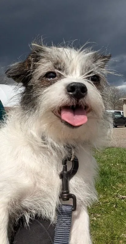 An adult small-sized female Tricolor (Brown, Black, & White) Chihuahua dog named Sassy for adoption in Warren, PA