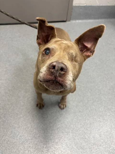 An adult medium-sized female Pit Bull Terrier dog named Bunches for adoption in Indianapolis, IN