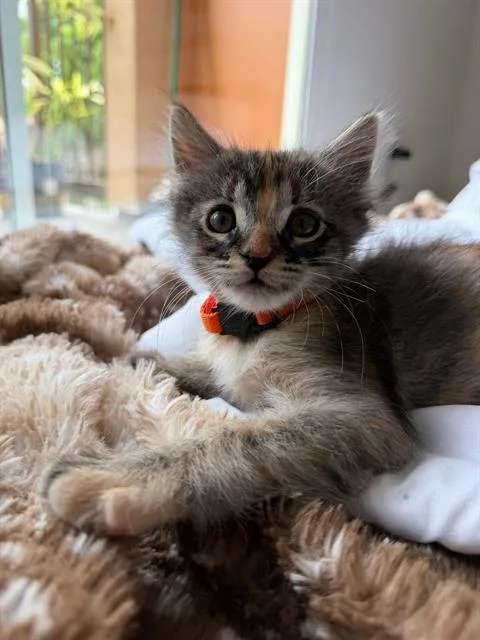 A baby small-sized male Domestic Short Hair cat named Rocket for adoption in Tustin, CA