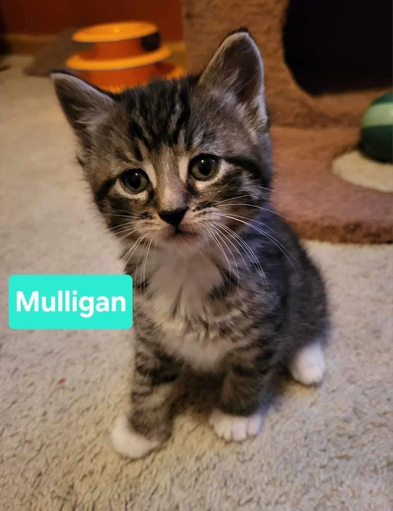 Mulligan thumbnail 2