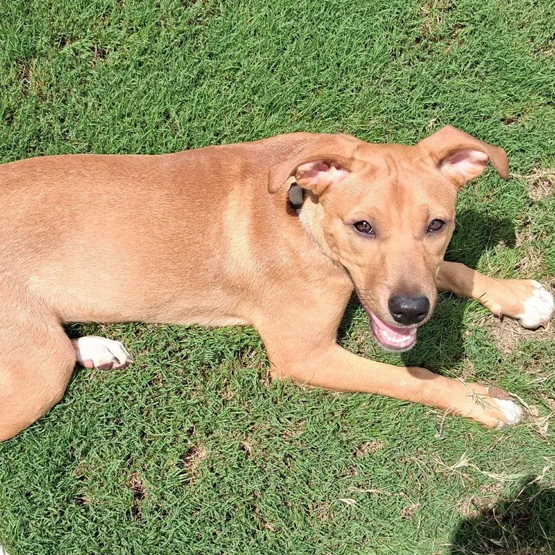 A baby medium-sized female Yellow / Tan / Blond / Fawn Retriever dog named Siennah for adoption in Wake Forest, NC
