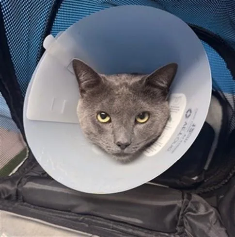 An adult medium-sized male Domestic Short Hair cat named Gizmo for adoption in Gardena, CA