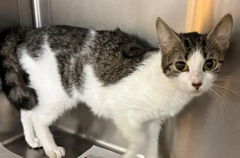 An adult small-sized female White Domestic Short Hair cat named Luna for adoption in Edison, NJ