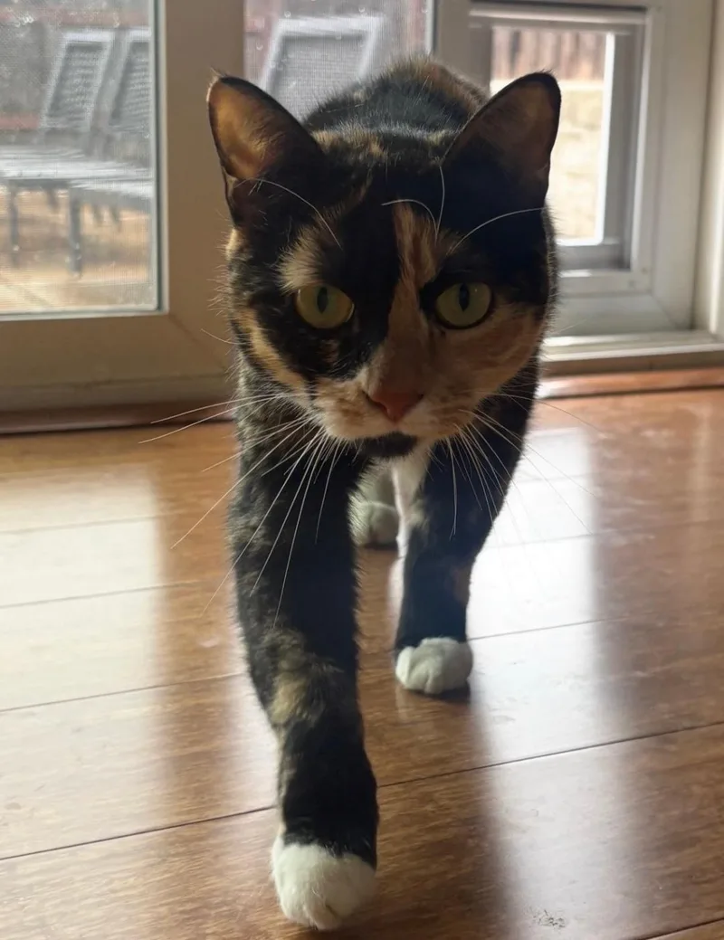 An adult medium-sized female Calico cat named Dolly for adoption in Vacaville, CA