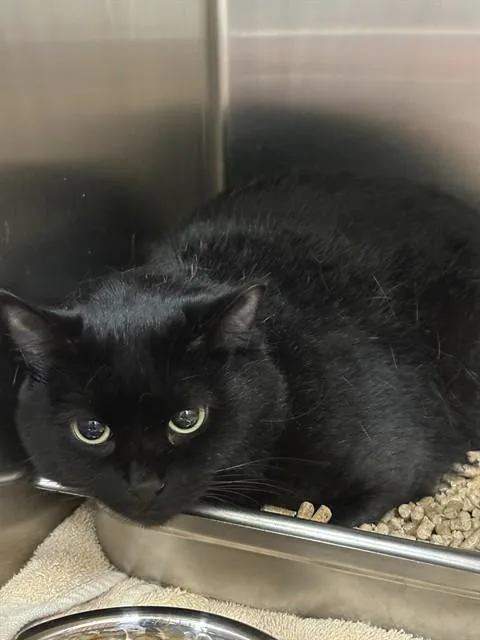 An adult medium-sized female Domestic Short Hair cat named Marbles for adoption in Upper Marlboro, MD