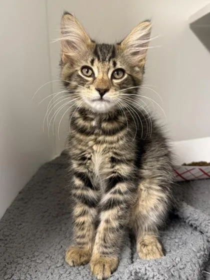 A baby medium-sized male Domestic Short Hair cat named Banana for adoption in West Chester, PA
