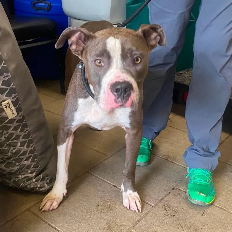 An adult medium-sized male Gray / Blue / Silver Mixed Breed dog named Dale Stray Hold for adoption in Huntington, WV